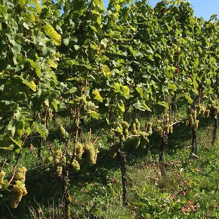 De Fiere - Wijngaard * ズトフェン