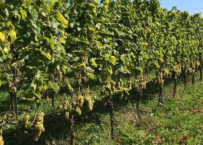 De Fiere - Wijngaard * Zutphen